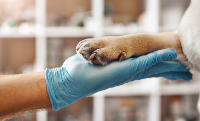 prodotti veterinari farmacia gallo